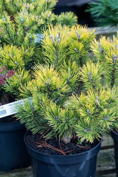 Dwarf mountain pine 'Ophir'