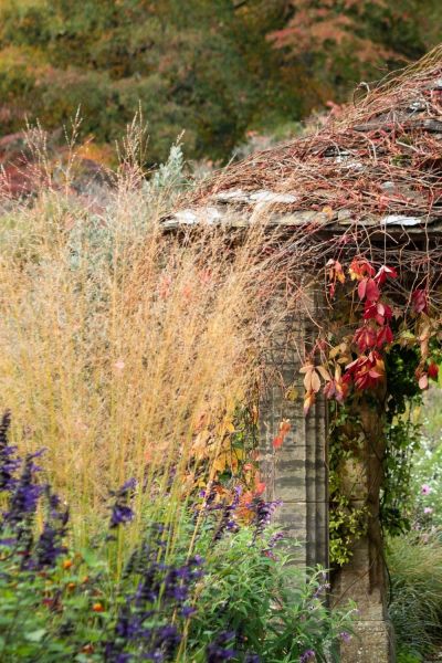 Autumn grasses and climbers