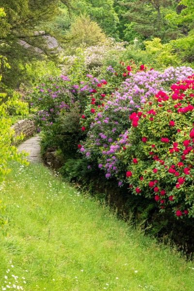 Banks of rhododendrons at Gravetye Manor