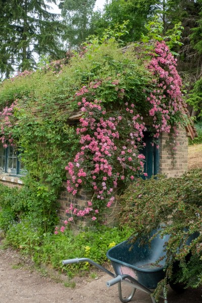 Shed covered in clematis 'Broughton Star.' 