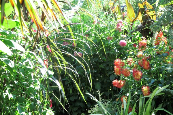 Exotic garden at Great Dixter