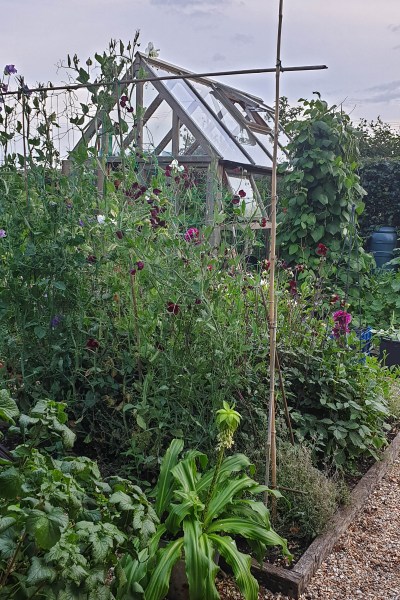 Growing cut flowers at Country Lane Flowers in Kent