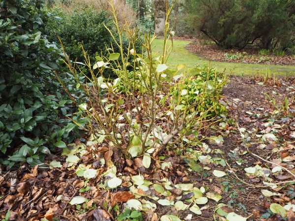 Griselinia affected by winter damage