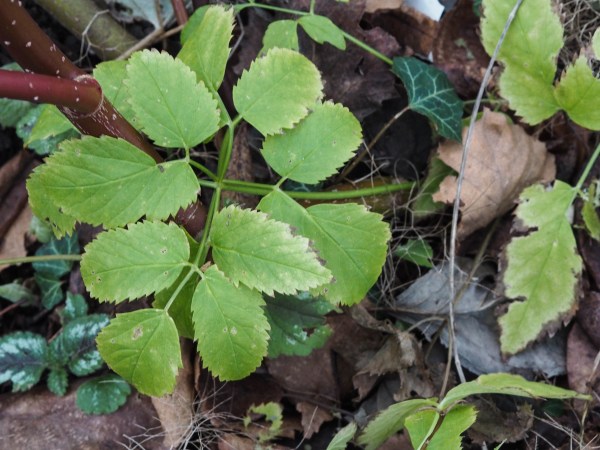 Ground elder