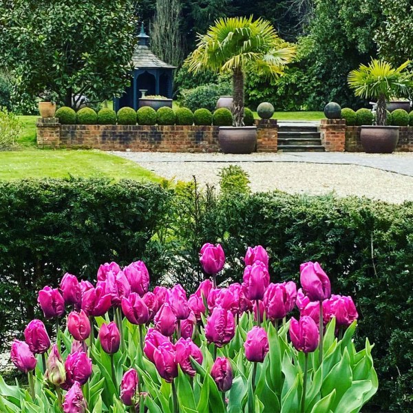 Tulips massed together