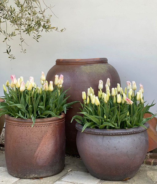 Tulips in pots