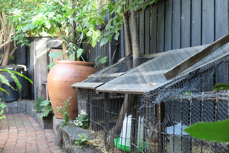 A small urban garden with quail and chickens