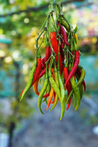 Dry chillies in a light, well ventilated place