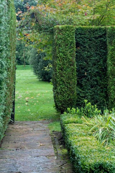 Clipped conifer hedge