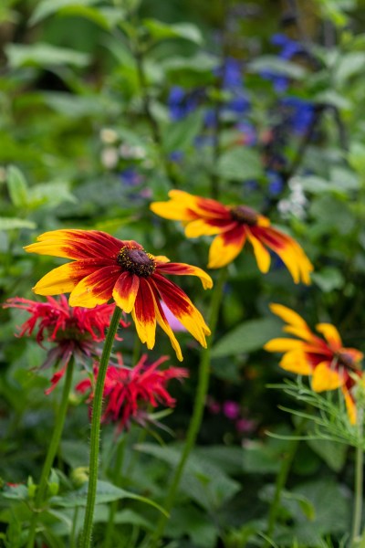 Hot coloured flowers