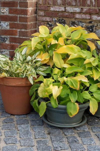 Grow hostas in pots