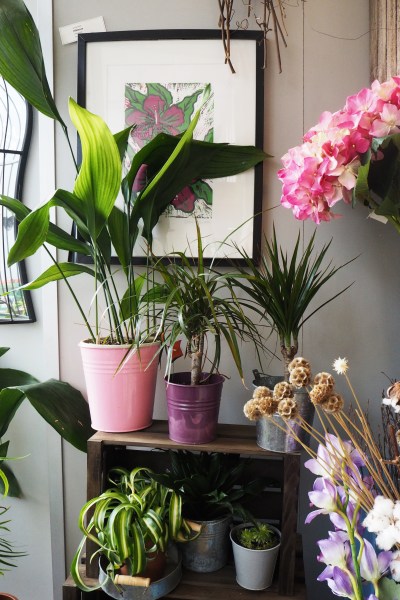 1970s houseplants - aspidistra and spider plant