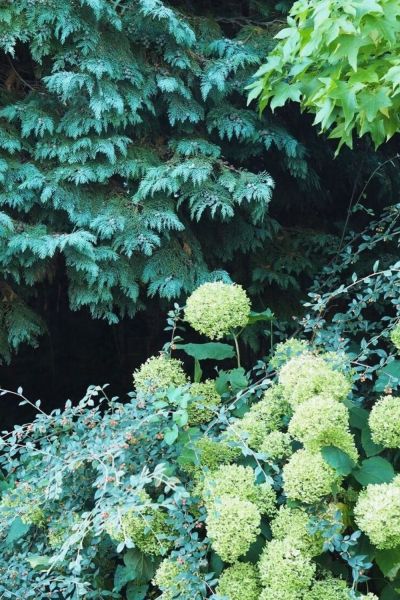 Hydrangea arborescens Annabelle for shady borders