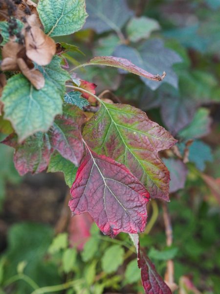 Check hydrangeas for fall colour before buying.