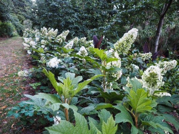 Use hydrangeas as a hedge #gardendesign