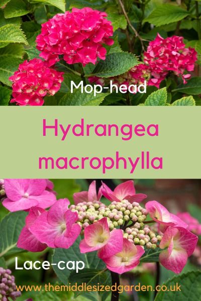 The difference between mop head and lace cap hydrangeas