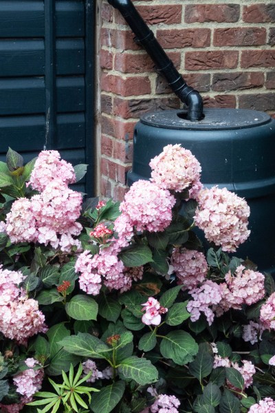 Water hydrangeas in pots