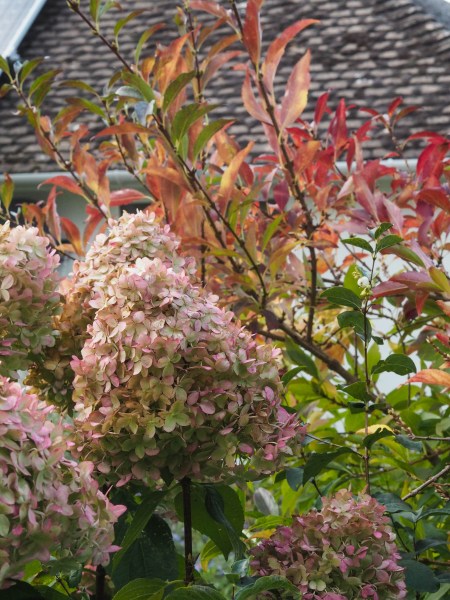 Growing hydrangeas 