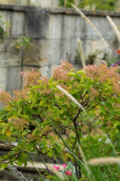 autumn colours hydrangeas