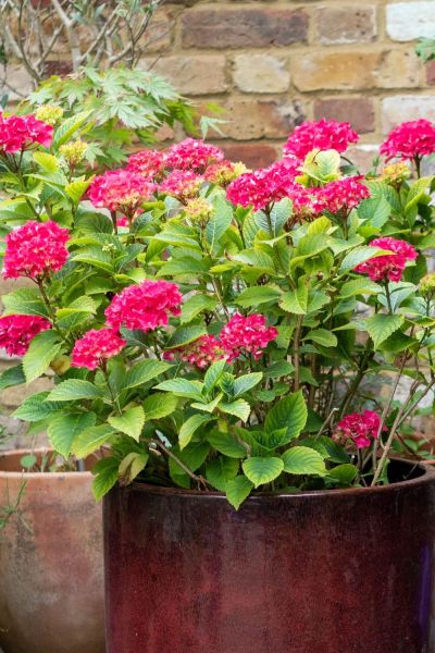 Hydrangeas do well in pots