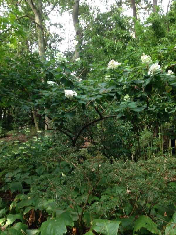 Hydrangeas transparently pruned