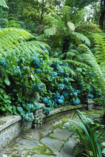 Blue hydrangeas grow in acid soil