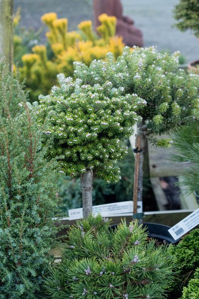 Korean Fir 'Silver Pearl'