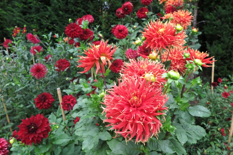 How to use vibrant red and orange dahlias