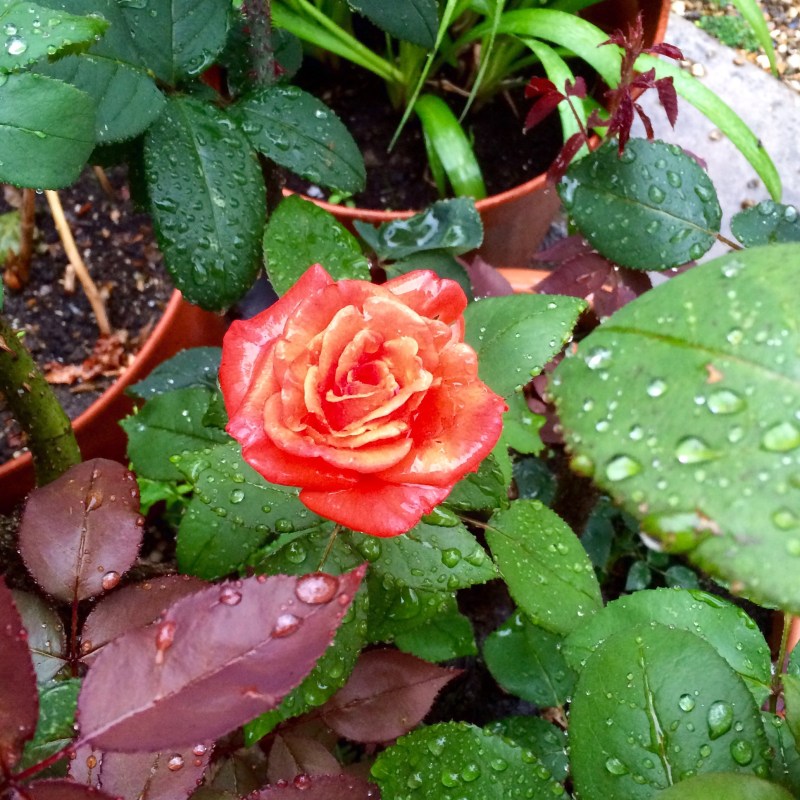 You can dig up garden plants and put them in pots