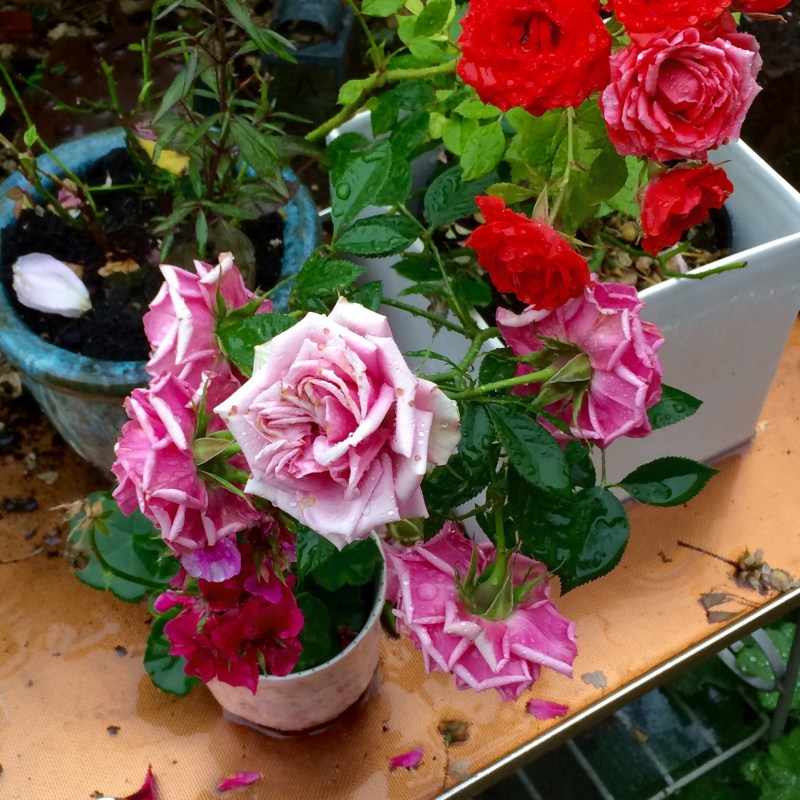 Roses as table decorations work well outside.