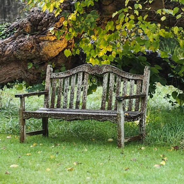 Fallen mulberry tree