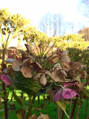 Winter hydrangea taken with Iphone.