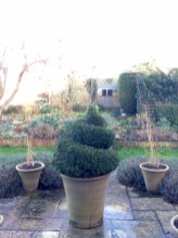 Topiary spiral taken by Iphone.