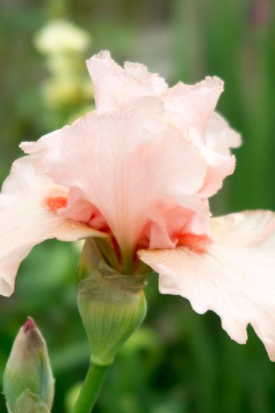 Iris 'Beverley Sills'