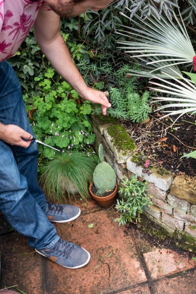 Jack Wallington garden weeds