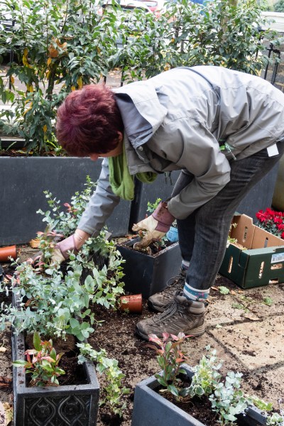 Tips on planting a winter window box