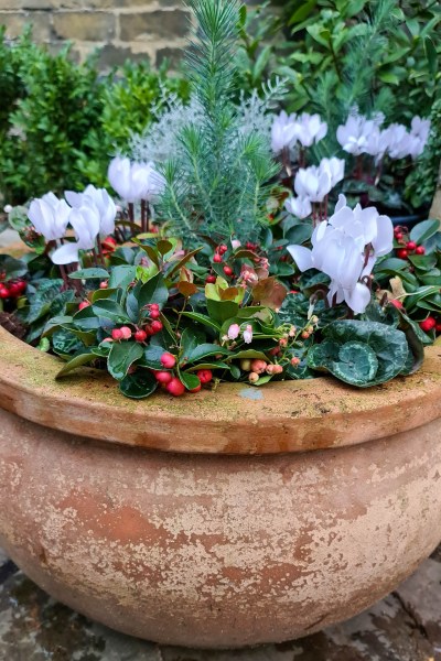 Winter pots with cyclamen, gaultheria and stone pine