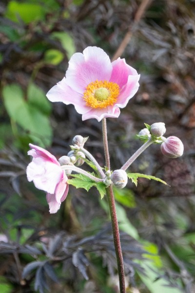 Japanese anemones spread from small roots and help stifle weed growth but can be invasive.