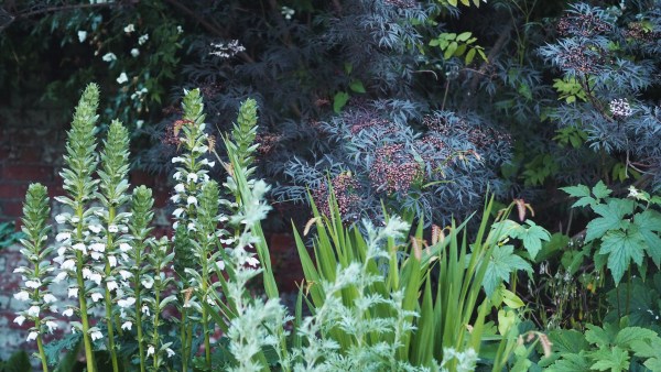 Tips on planting perennials in a border #gardening #garden