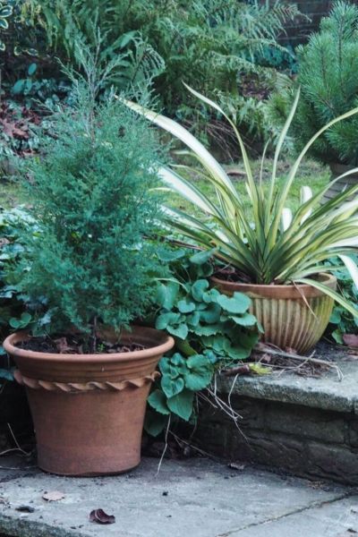 Juniper evergreen tree for pots