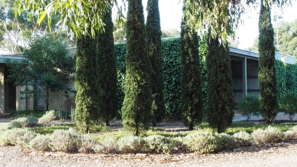 Plant Italian cypress in 3s or 5s. #gardendesign