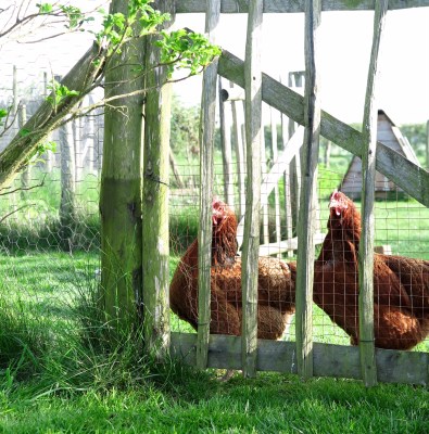 Hens in Kylie's garden