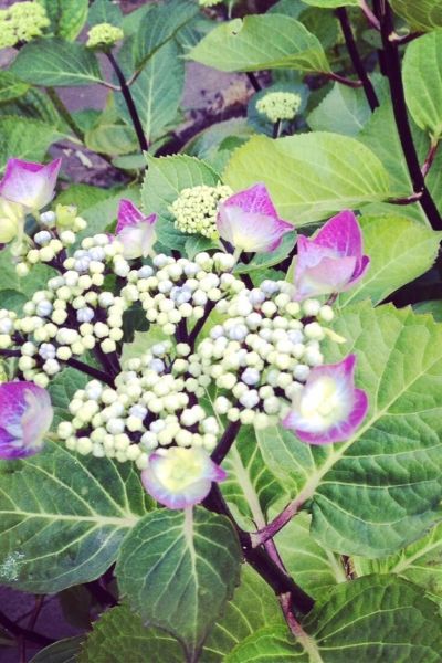 Lacecap hydrangea