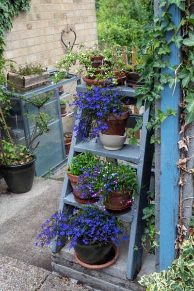 Blue lobelia in pots