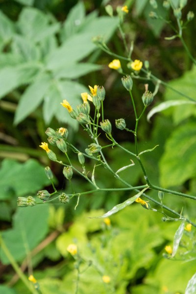 Self-seeded vs wees - many weeds look very pretty