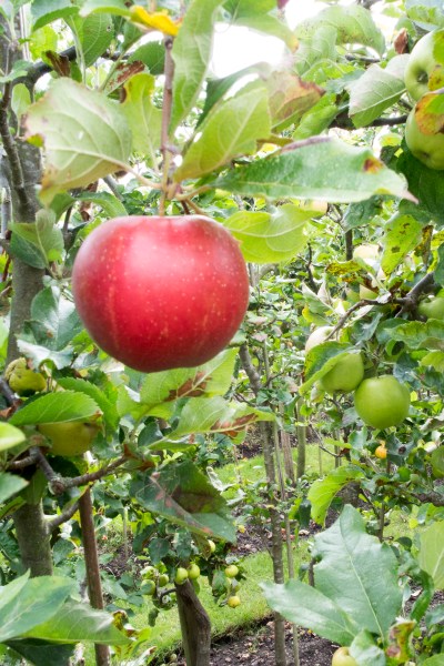 How to plant a mini orchard for a small garden