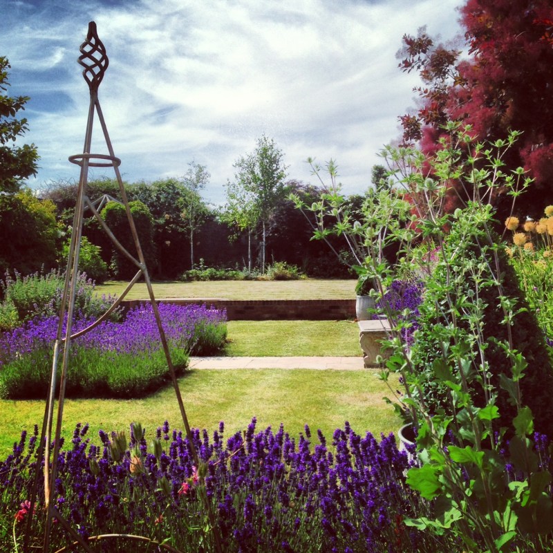 How to prune English lavender