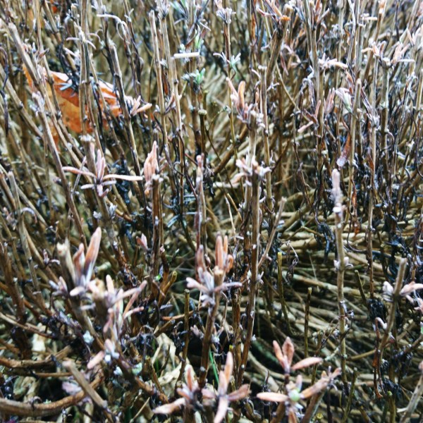 Lavender with snow damage