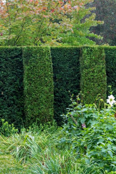 Leylandii cypress and thuja occidentalis hedges