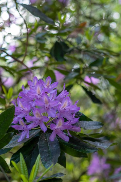 Pretty lilac rhododendron